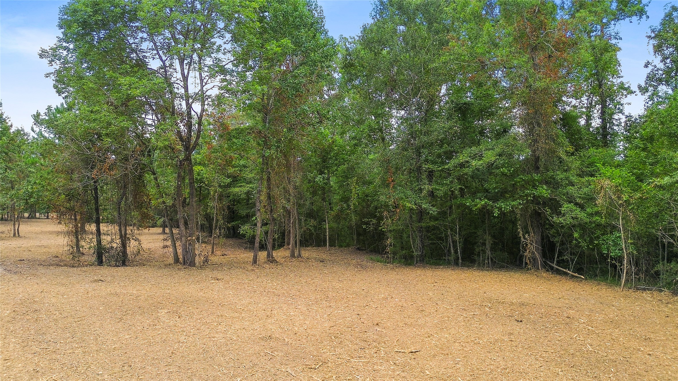 Tbd Big Woods Road New Waverly, TX 77358 - Photo 7 of 11 a view of outdoor space with lots of trees