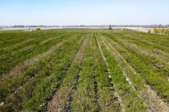 a view of a big yard