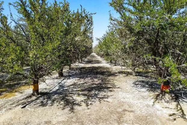 a view of a yard with large trees
