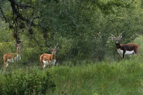 $199,000 | 16 Summit Spring Lane, Johnson City, TX 78636