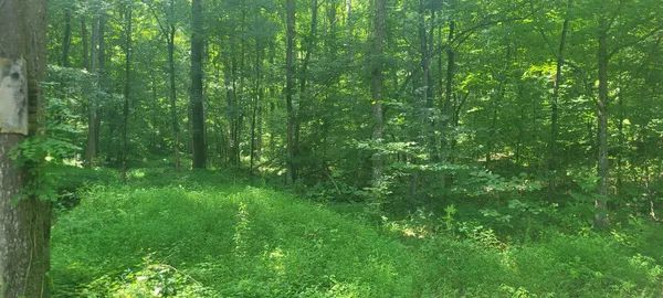 a view of a lush green space