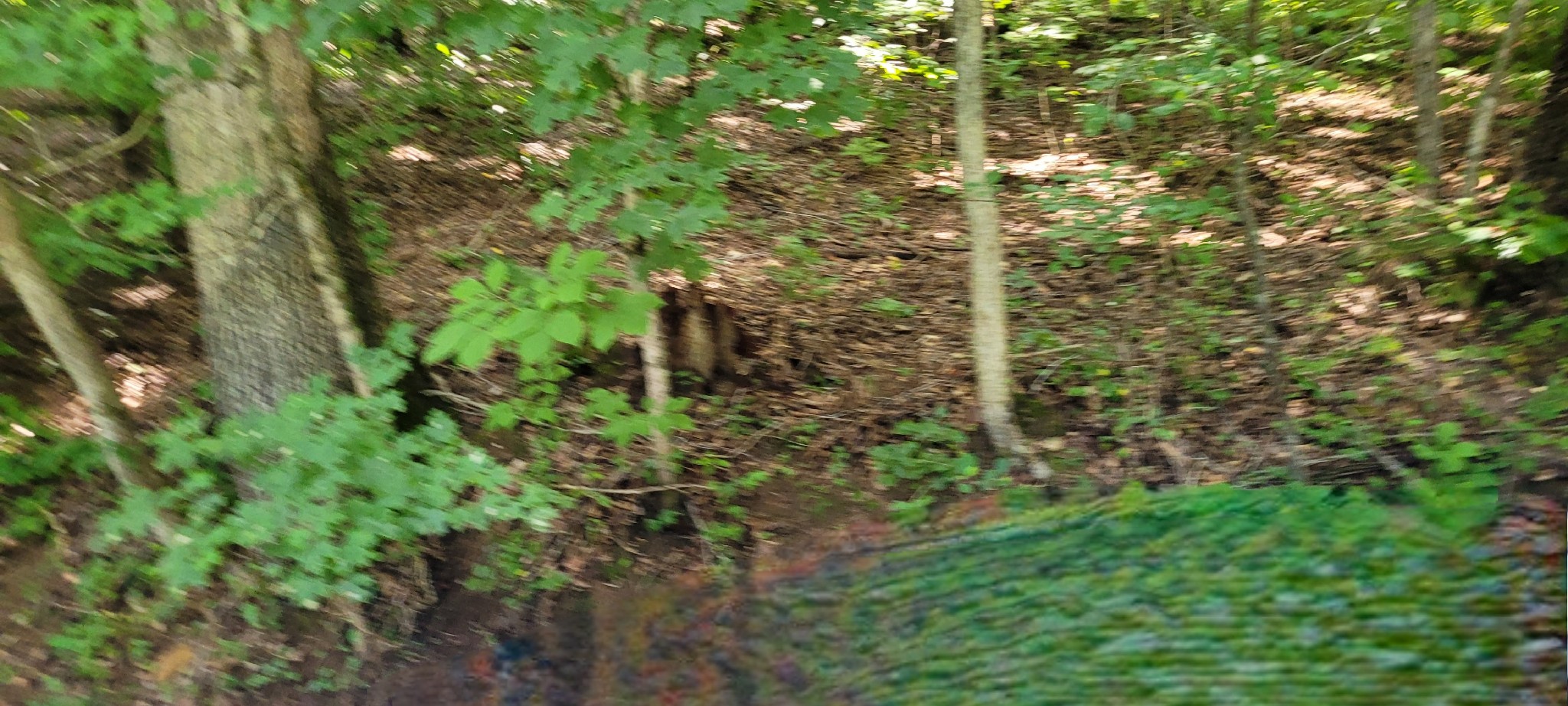 1 Terrapin Run Road Dover, TN 37058 - Photo 2 of 12 a plant view in yard