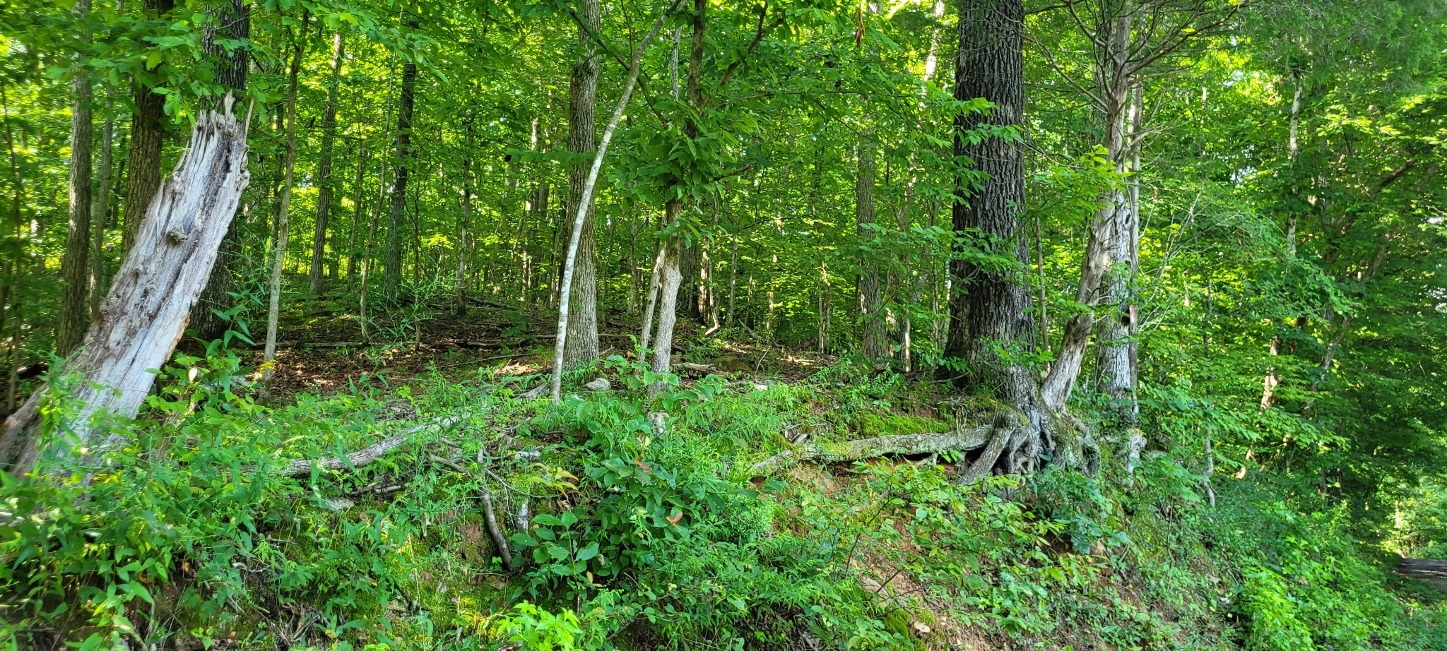 1 Terrapin Run Road Dover, TN 37058 - Photo 3 of 12 a view of forest