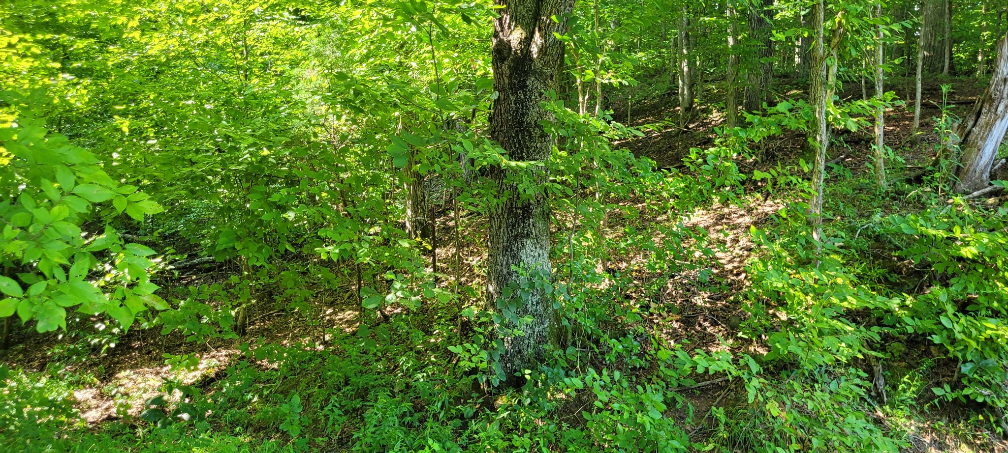 1 Terrapin Run Road Dover, TN 37058 - Photo 4 of 12 a view of a lush green forest