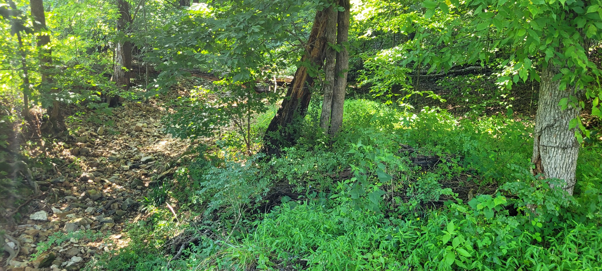 1 Terrapin Run Road Dover, TN 37058 - Photo 5 of 12 a view of a lush green forest
