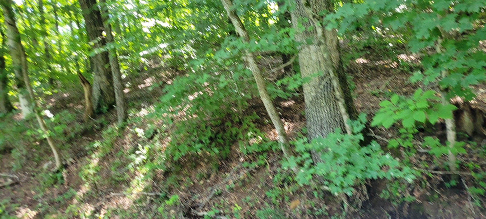 1 Terrapin Run Road Dover, TN 37058 - Photo 6 of 12 a view of a lush green forest