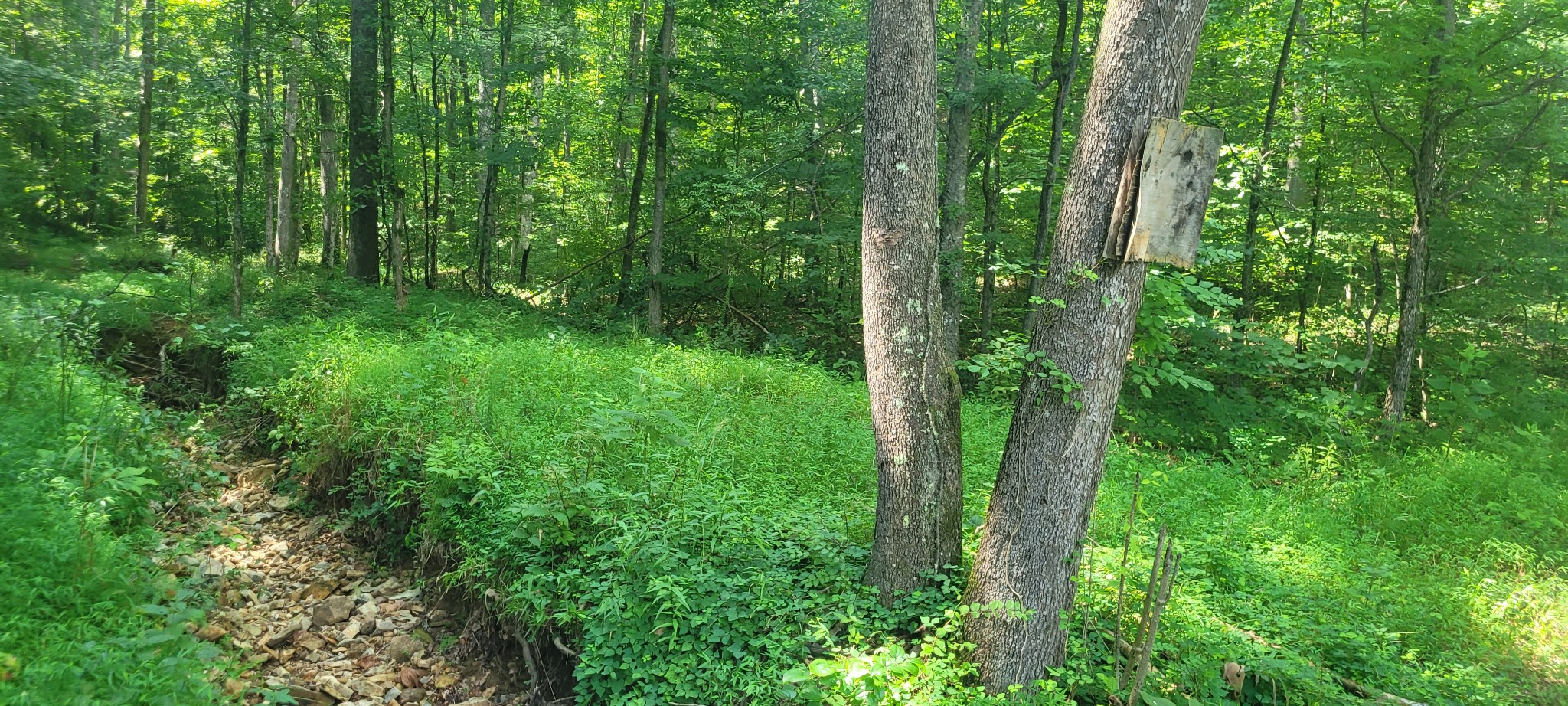 1 Terrapin Run Road Dover, TN 37058 - Photo 7 of 12 a view of a lush green forest
