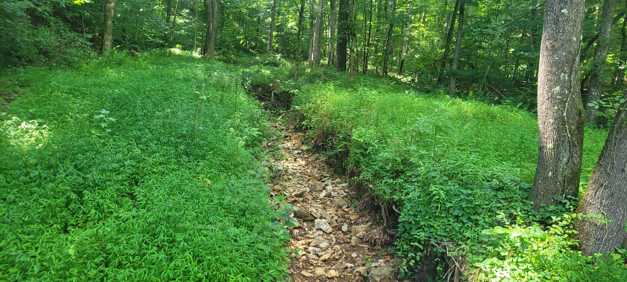 1 Terrapin Run Road Dover, TN 37058 - Photo 8 of 12 a view of a lush green forest