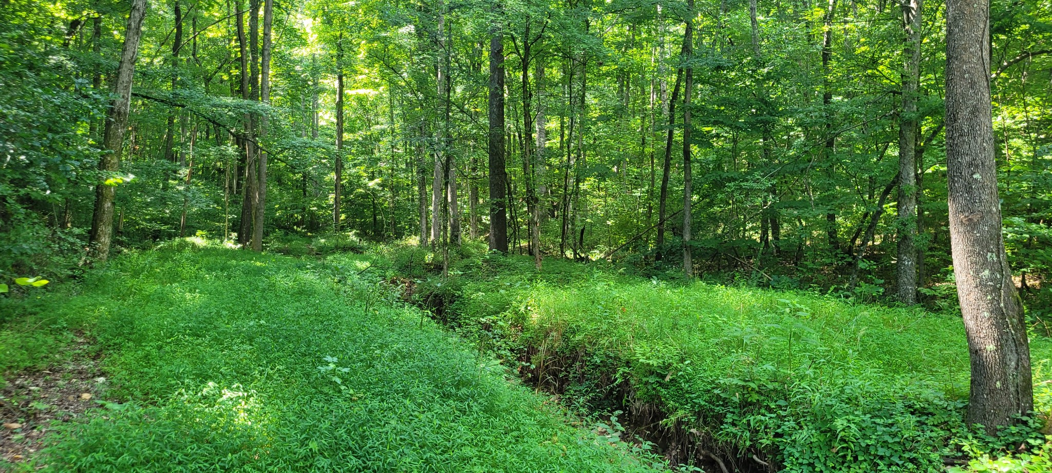 1 Terrapin Run Road Dover, TN 37058 - Photo 9 of 12