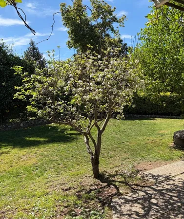 $4,388,000 | 1130 Suffolk Court, Los Altos, CA 94024