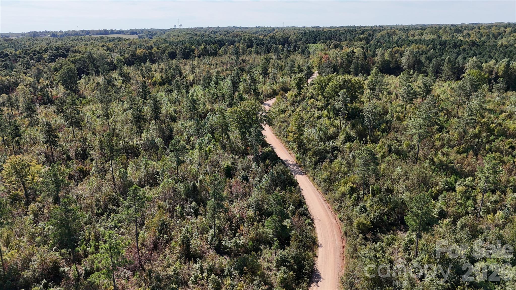 a view of a forest with a tree