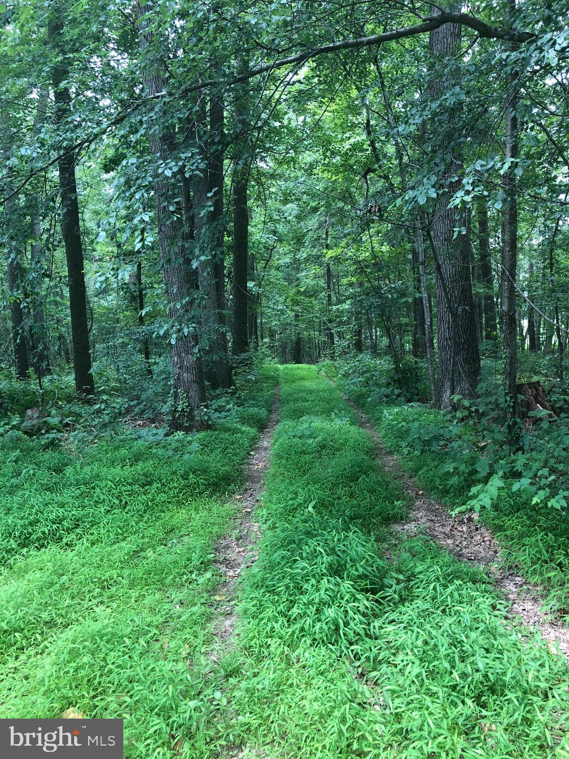 1652 Benson Road Westminster, MD 21158 - Photo 73 of 94 Hunting paradise