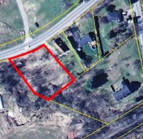 a plant that is in a garden