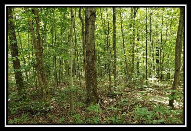0 Pedigo Ridge Road, Unit TRACT 2) New Marshfield, OH 45766 - Photo 67 of 77 image067
