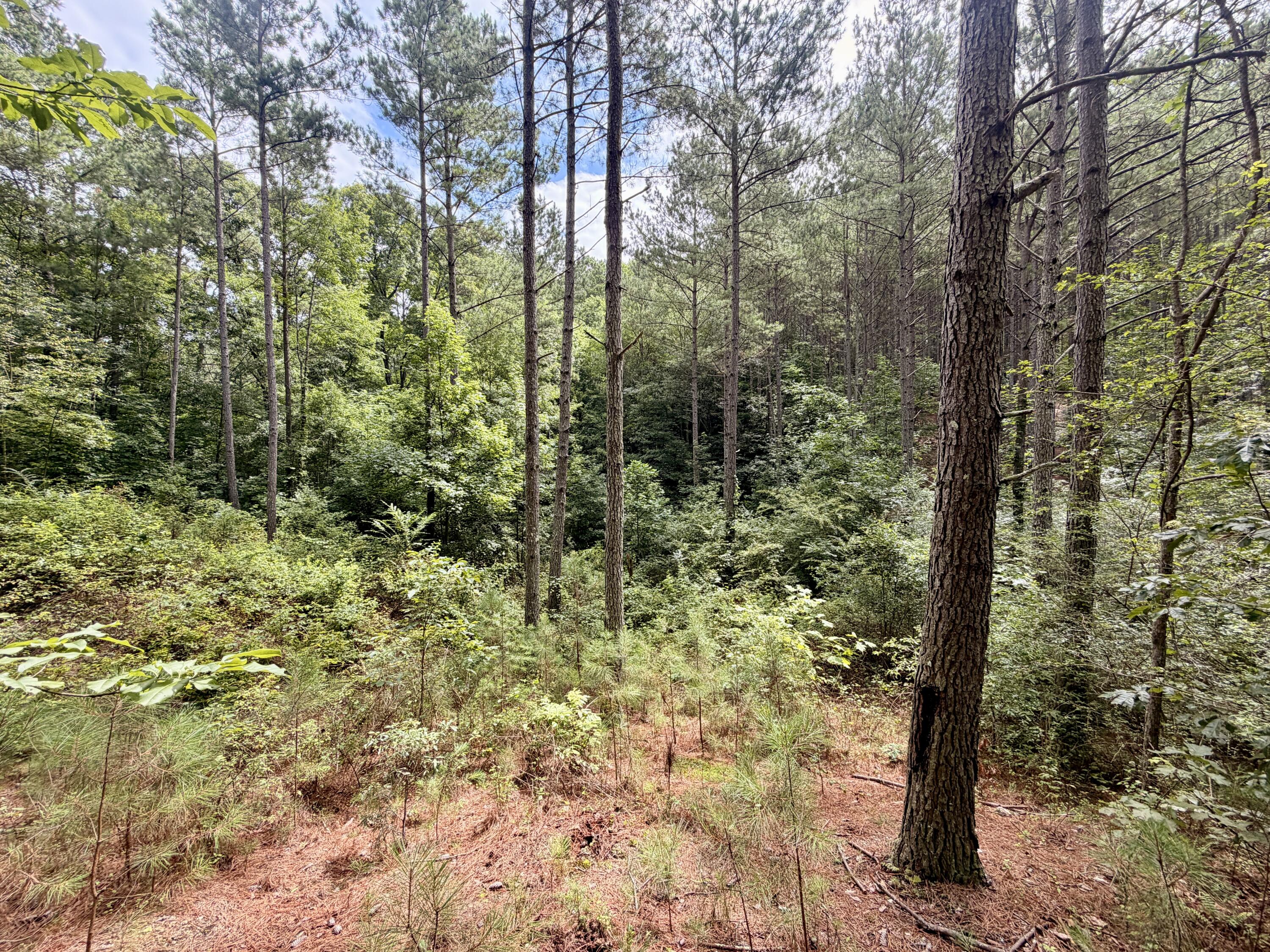 847 Eads Bluff Road Northwest Georgetown, TN 37336 - Photo 22 of 37 3BCCF2F7-51CF-42BF-BC4B-477EAAC296FA_1_2