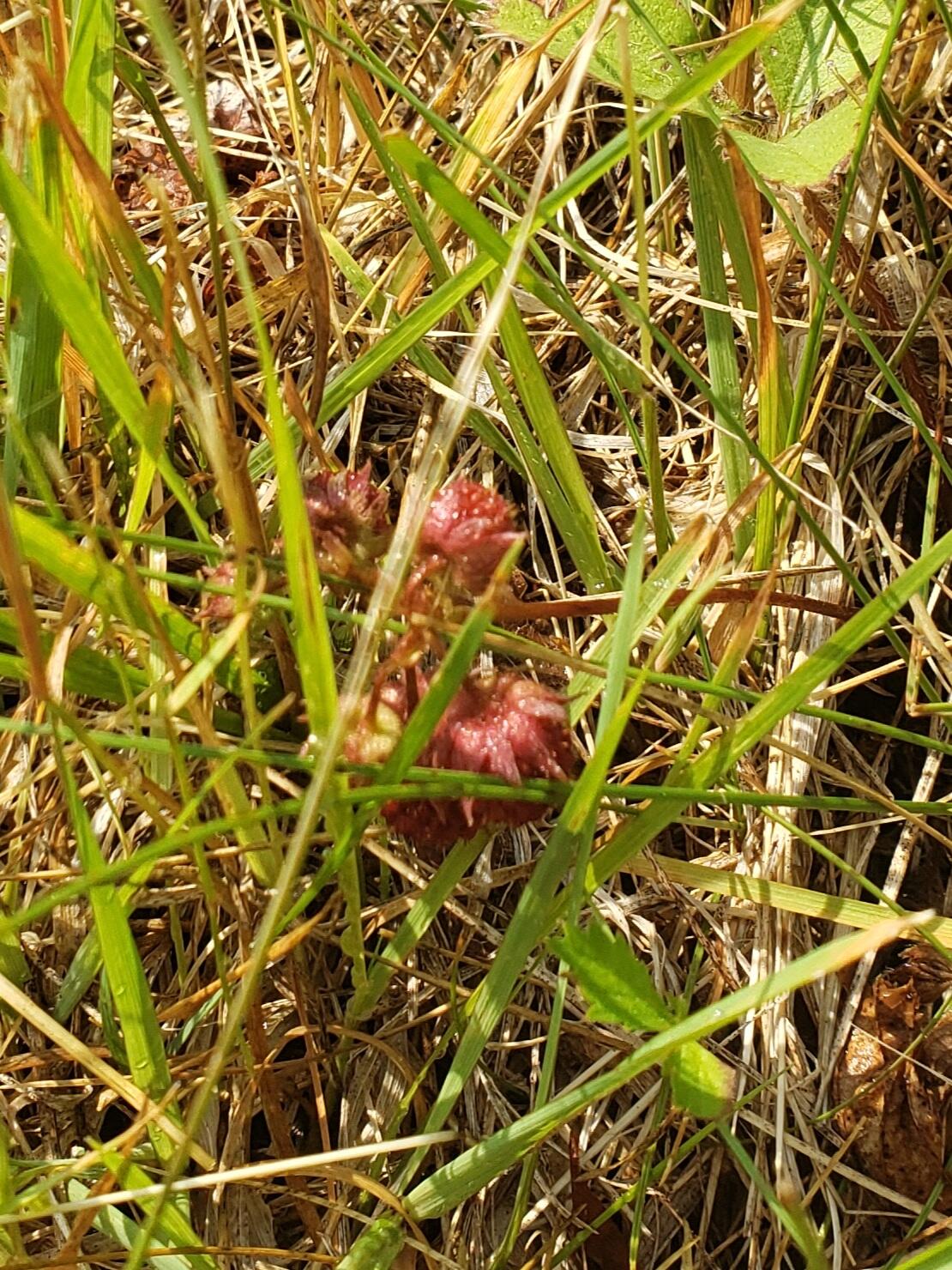 129 Lomie Rivers Road Jay, ME 04239 - Photo 32 of 38 Wild Strawberries.