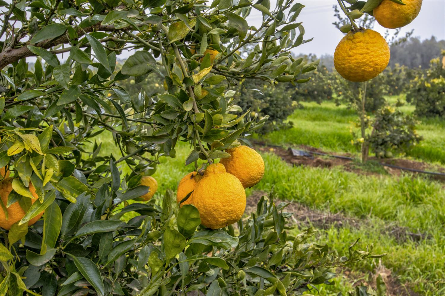 a view of a plant with a plant