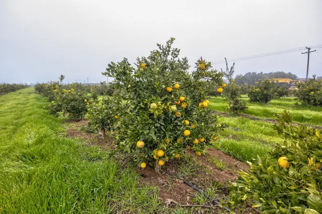 $1,166,425 | 0 Rd 224 & 182 Porterville Ca, Strathmore, CA 93267