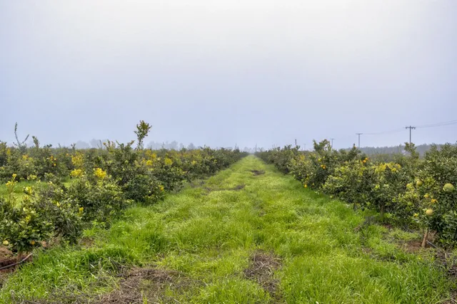 $1,166,425 | 0 Rd 224 & 182 Porterville Ca, Strathmore, CA 93267