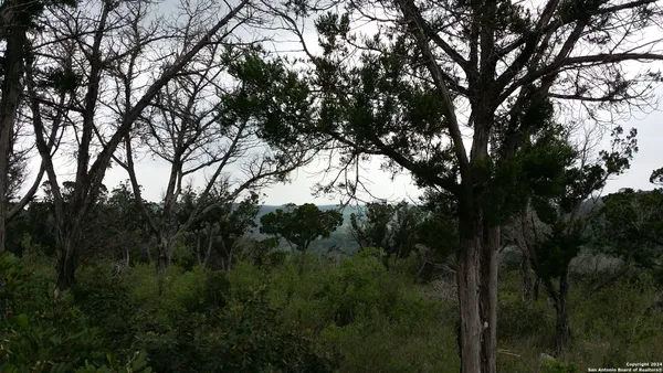 a view of forest