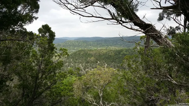 a view of a tree in a field with a tree in the background