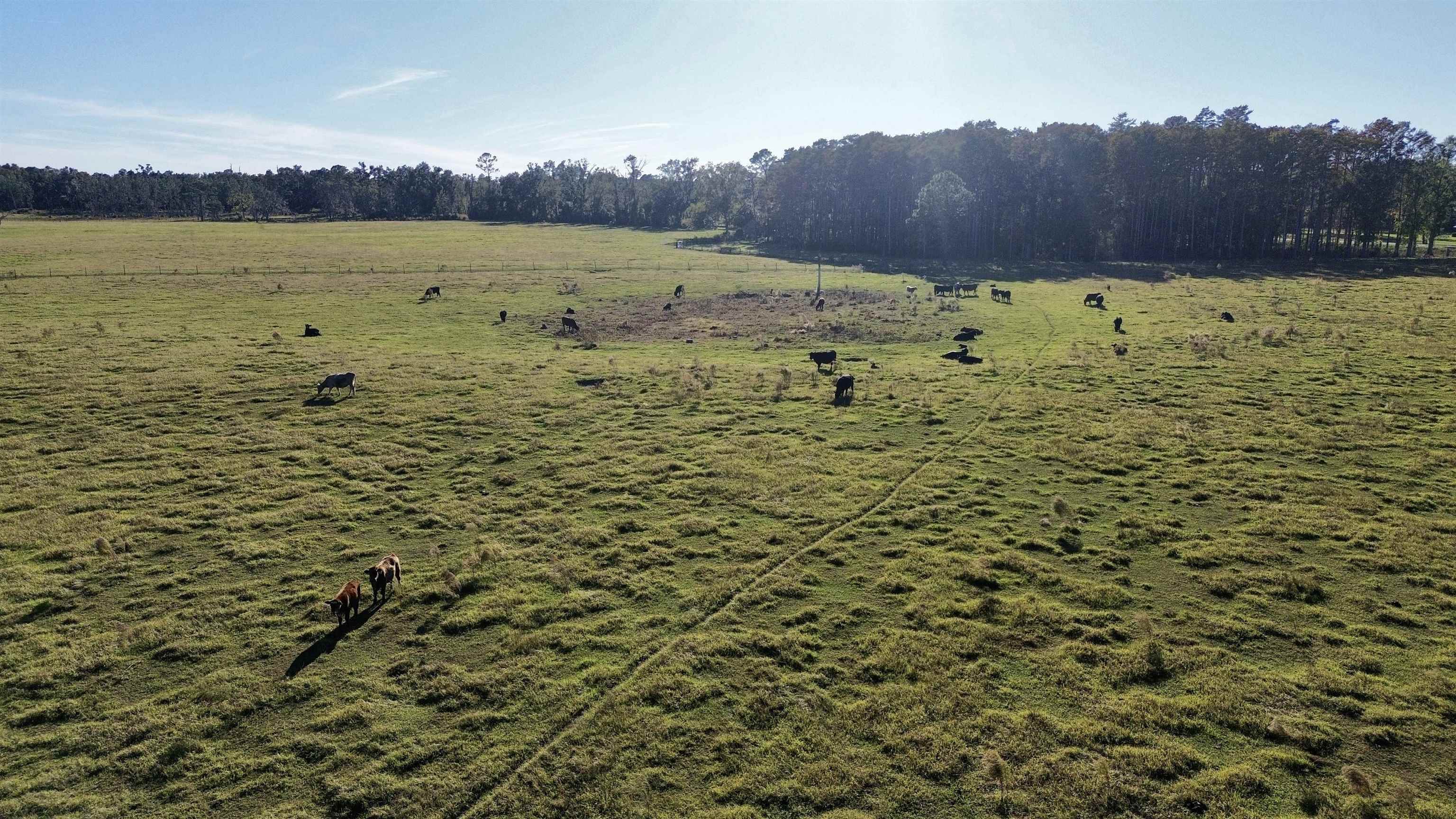 0 Woods Creek Road Perry, FL 32347 - Photo 15 of 36