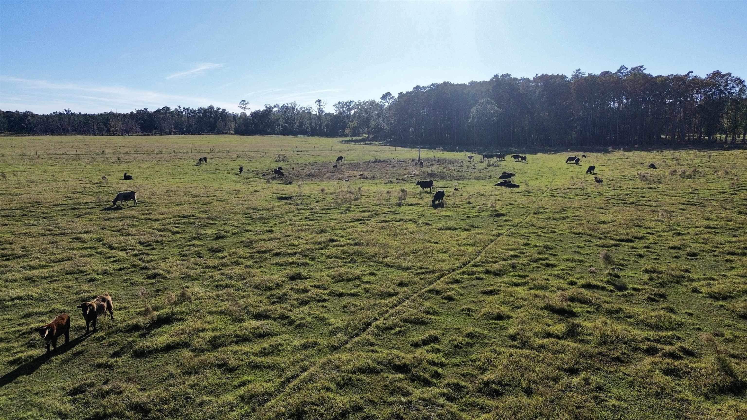 0 Woods Creek Road Perry, FL 32347 - Photo 16 of 36