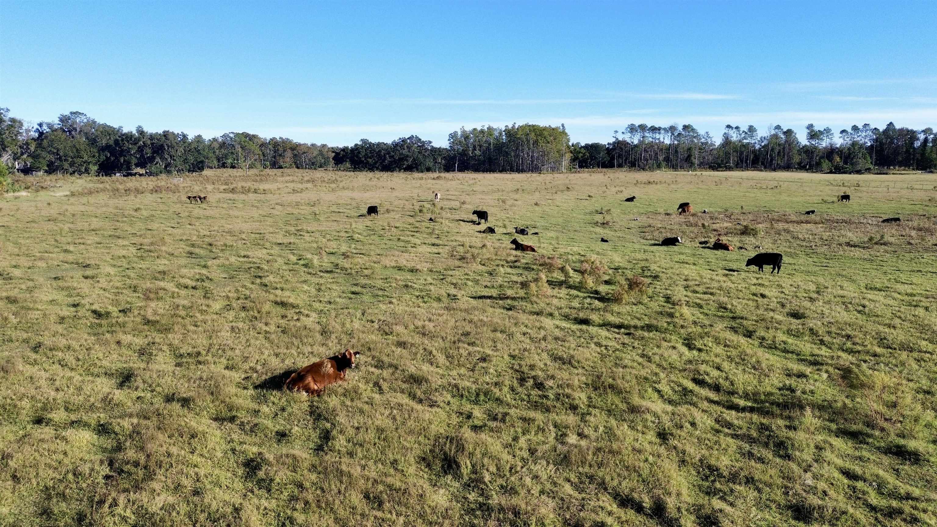 0 Woods Creek Road Perry, FL 32347 - Photo 19 of 36