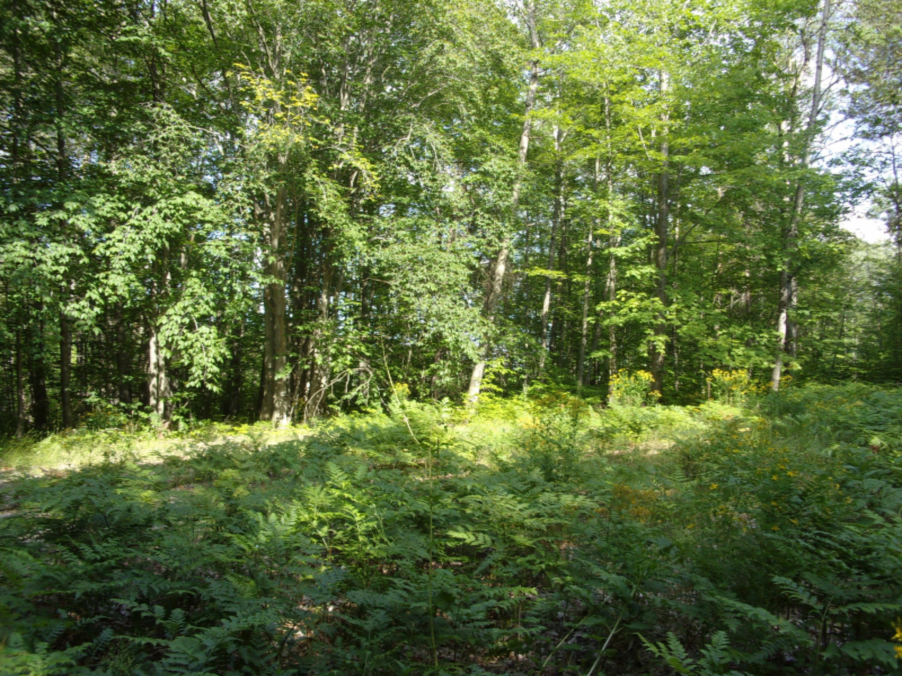 5274 South Seely Road Cadillac, MI 49601 - Photo 19 of 27 100_0501