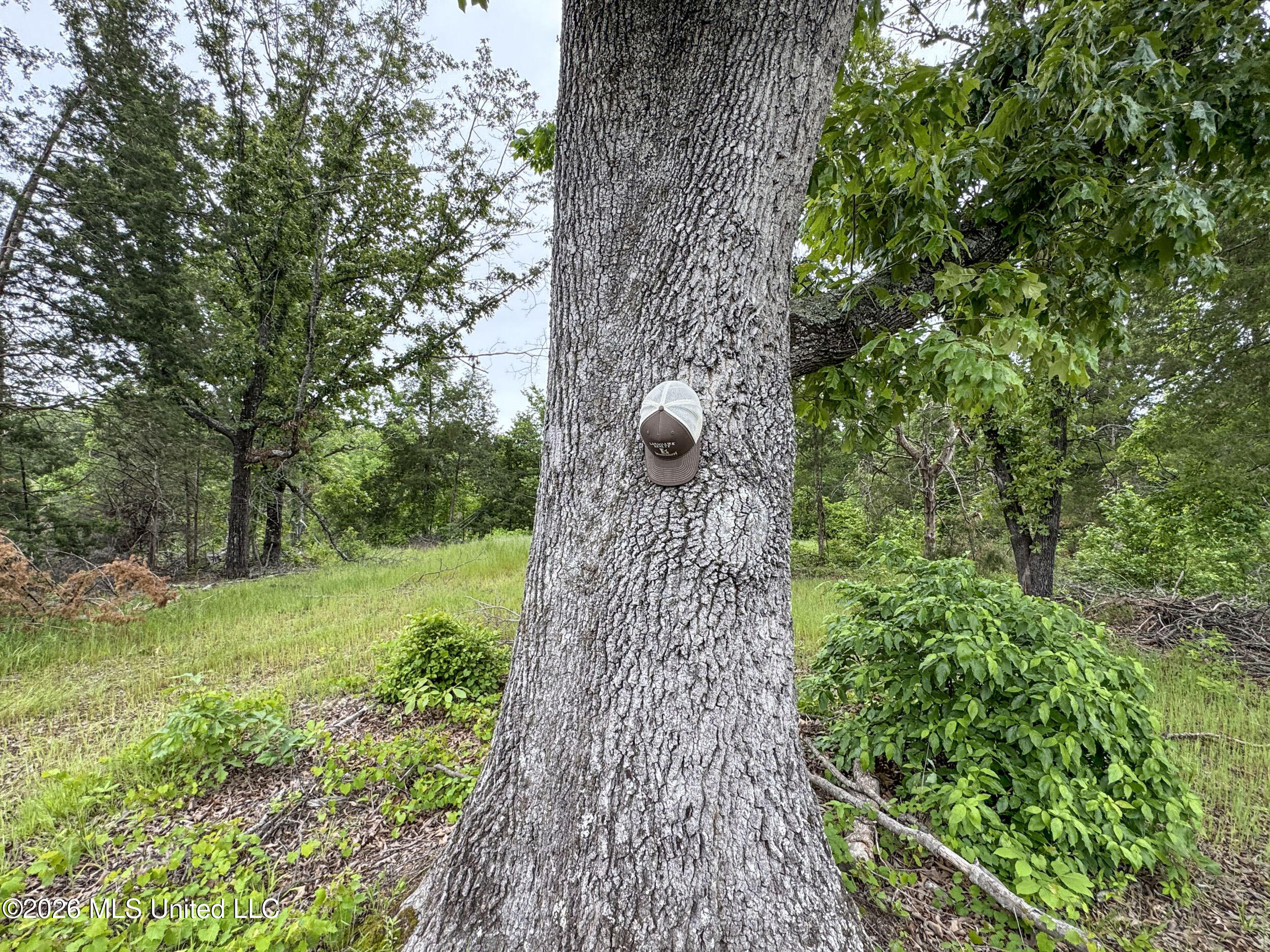 Wayne Massie Road Como, MS 38619 - Photo 107 of 184 5cdtbs40