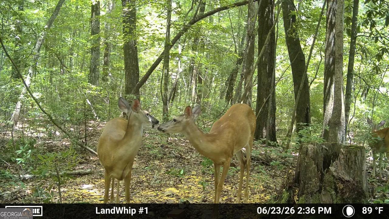 0 Rocky Creek Road Thomaston, GA 30286 - Photo 31 of 32