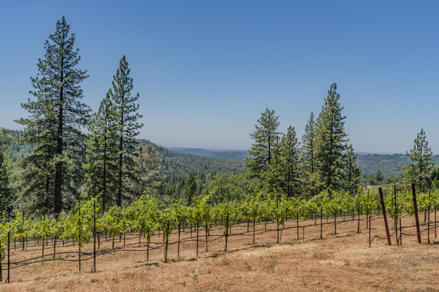 18591 Ponderosa Hills Road Volcano, CA 95689 - Photo 16 of 92