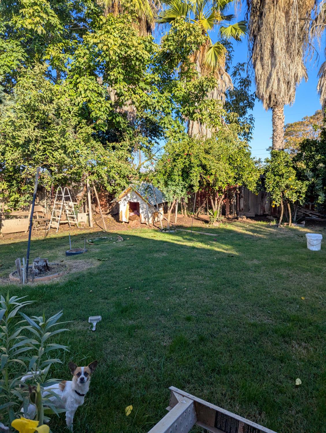 2228 Drake Avenue Merced, CA 95348 - Photo 20 of 24 a backyard of a house with lots of green space