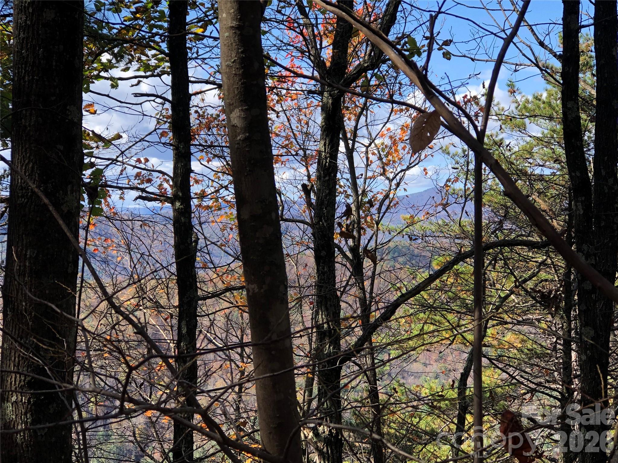 Tbd Buck Mountain Road, Unit 96 Purlear, NC 28665 - Photo 11 of 35 a view of tree from a tree