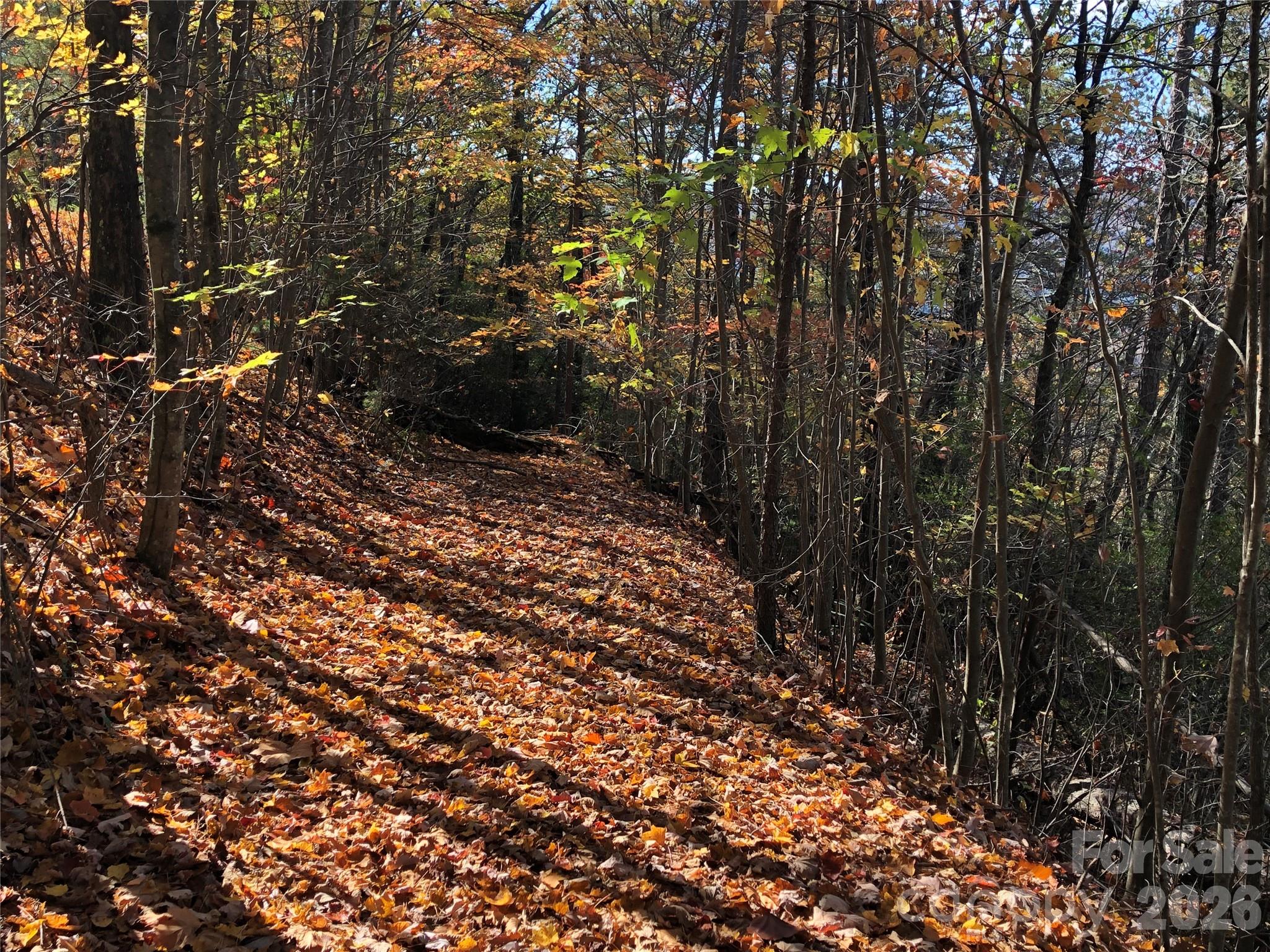 Tbd Buck Mountain Road, Unit 96 Purlear, NC 28665 - Photo 10 of 35 a view of a forest with trees