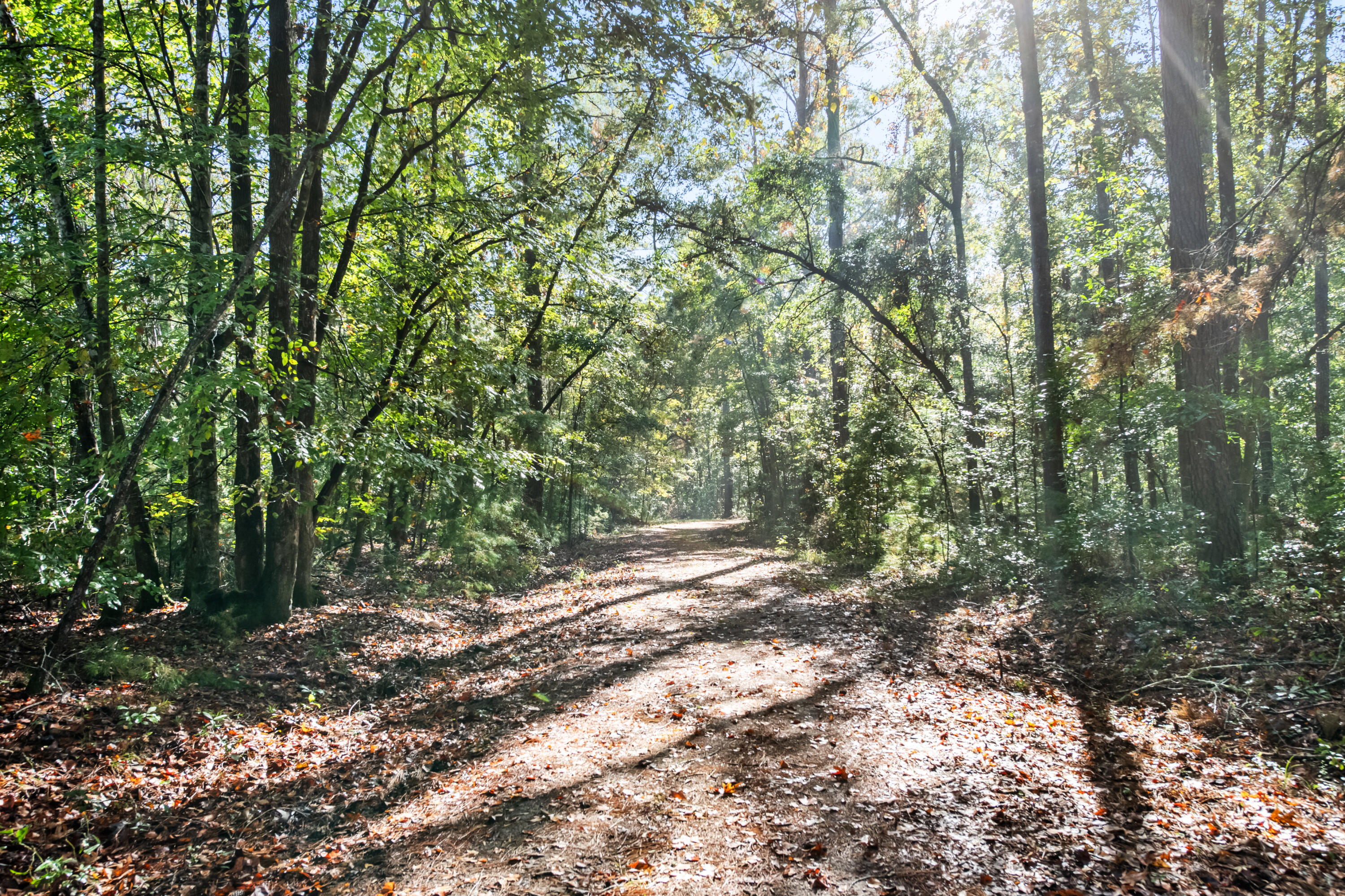 527-acres Spring Grove Road Adams Run, SC 29426 - Photo 16 of 44 HFL_OSBORNE TRACT-23
