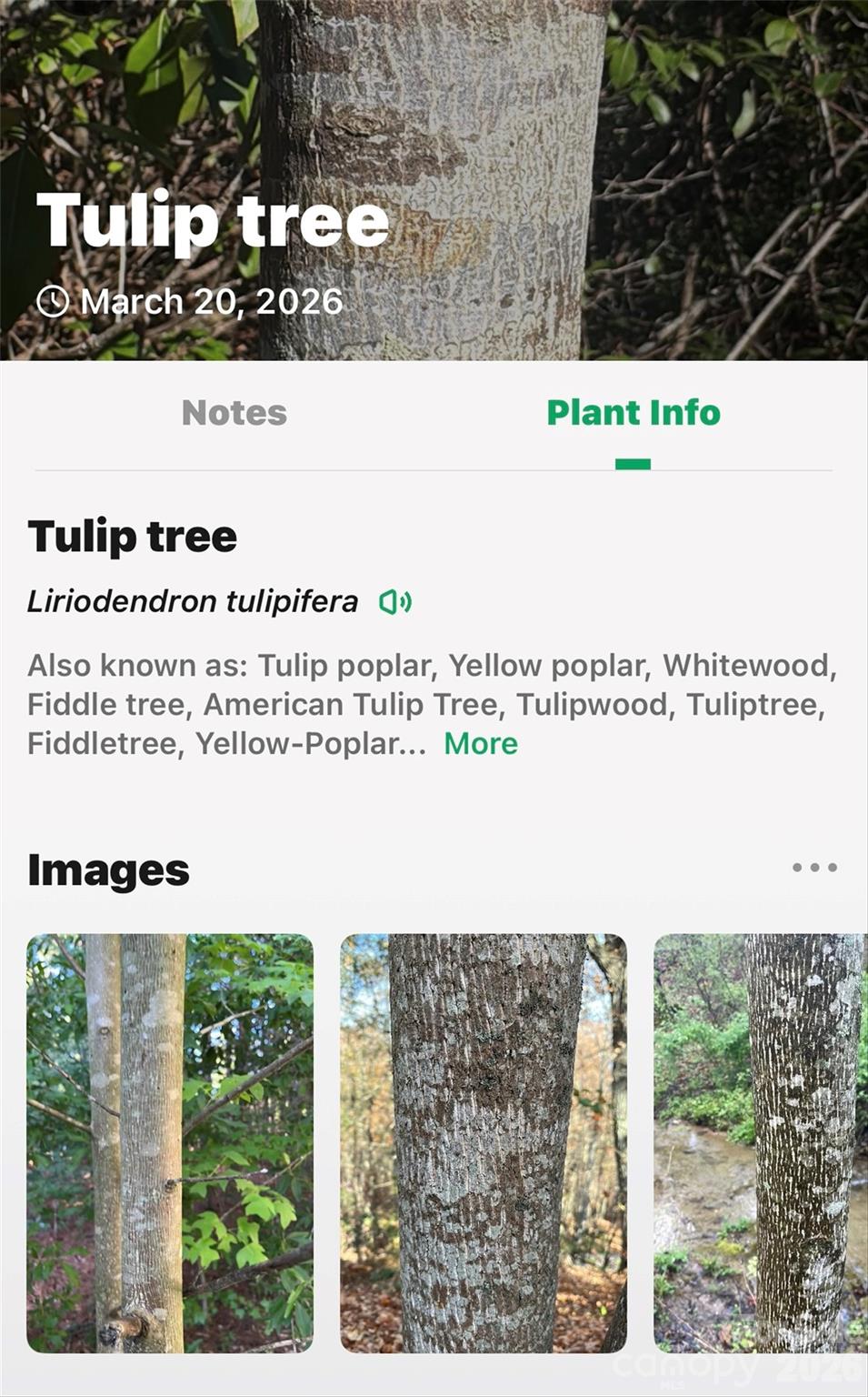 Tbd Red Bird Road Spruce Pine, NC 28777 - Photo 12 of 18 a black and white photo of a picture of a floor