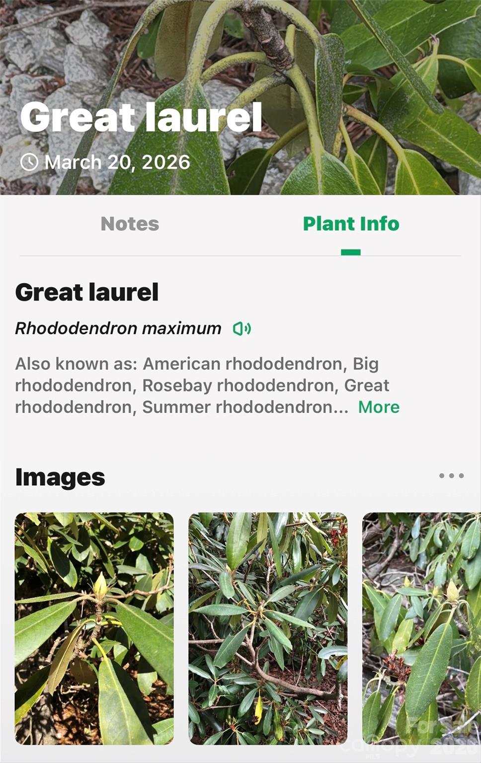 Tbd Red Bird Road Spruce Pine, NC 28777 - Photo 13 of 18 a black and white photo of a book