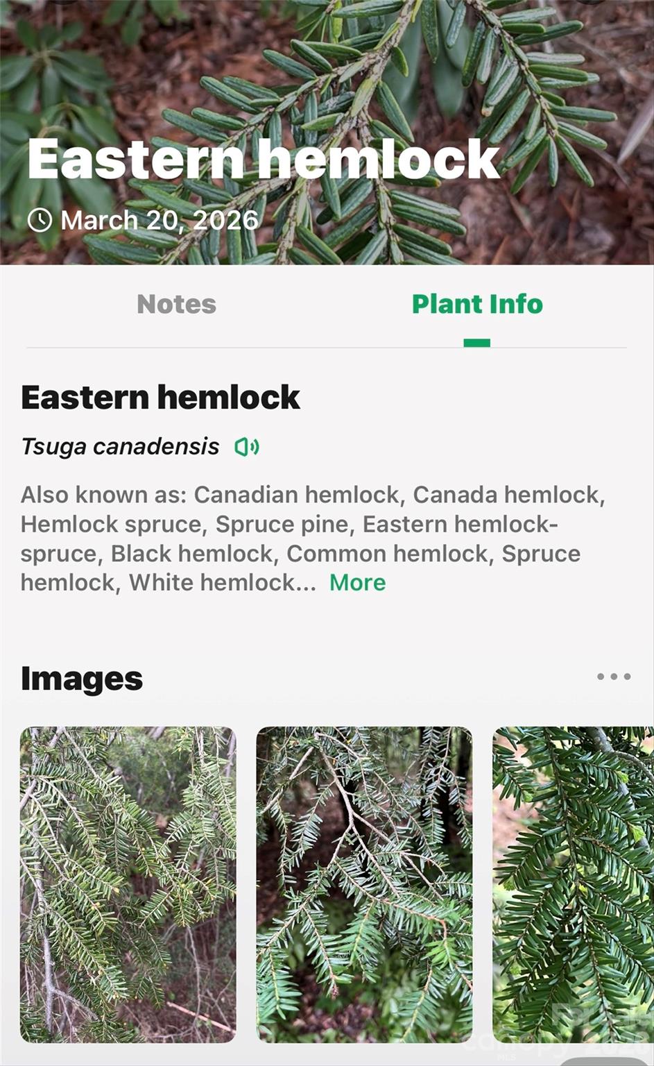 Tbd Red Bird Road Spruce Pine, NC 28777 - Photo 14 of 18 a picture of a park
