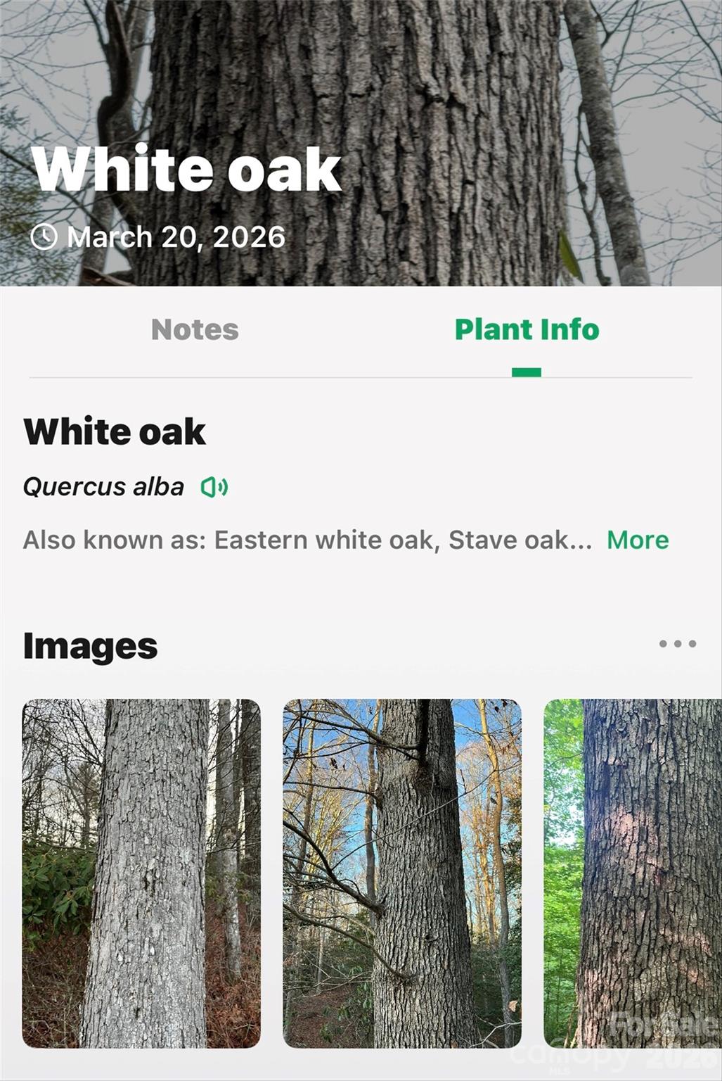 Tbd Red Bird Road Spruce Pine, NC 28777 - Photo 16 of 18 a picture of a book and a yard