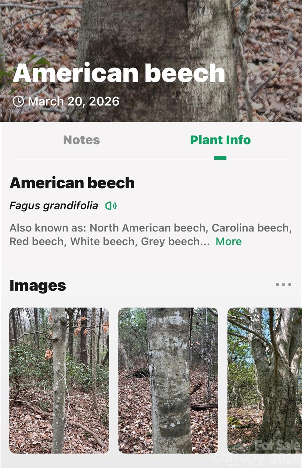 Tbd Red Bird Road Spruce Pine, NC 28777 - Photo 17 of 18 a picture of a park