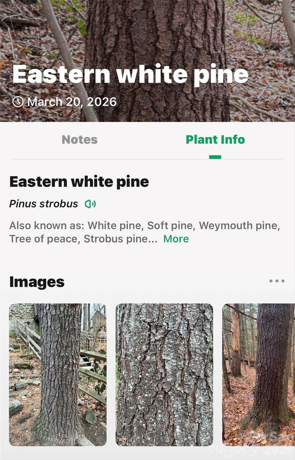 Tbd Red Bird Road Spruce Pine, NC 28777 - Photo 18 of 18 a picture of a park