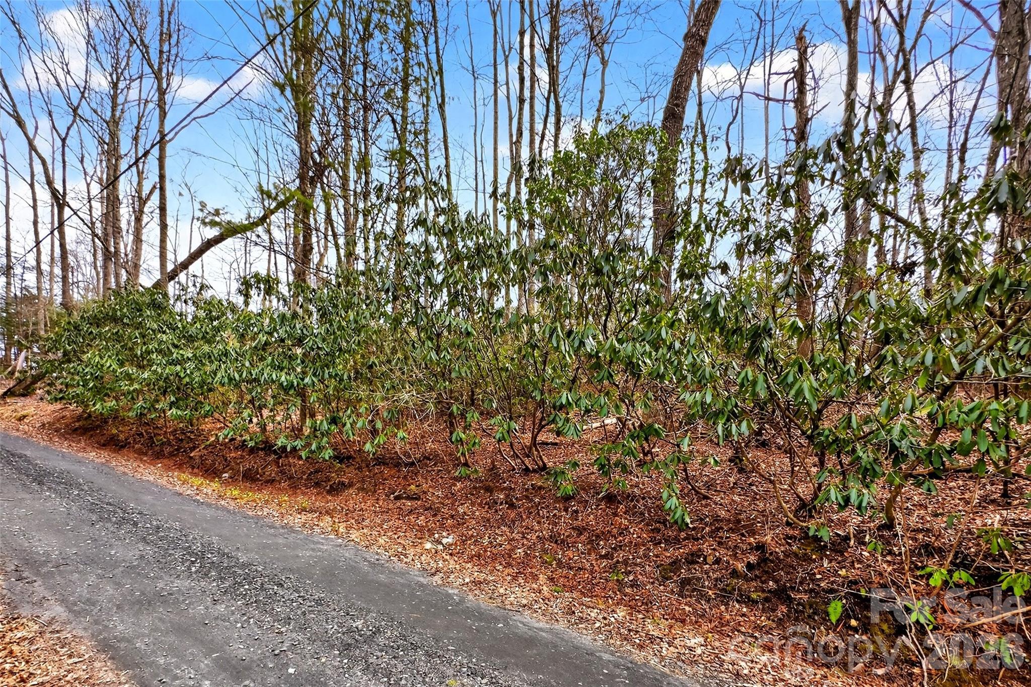 Tbd Red Bird Road Spruce Pine, NC 28777 - Photo 5 of 18 a view of a garden with plants