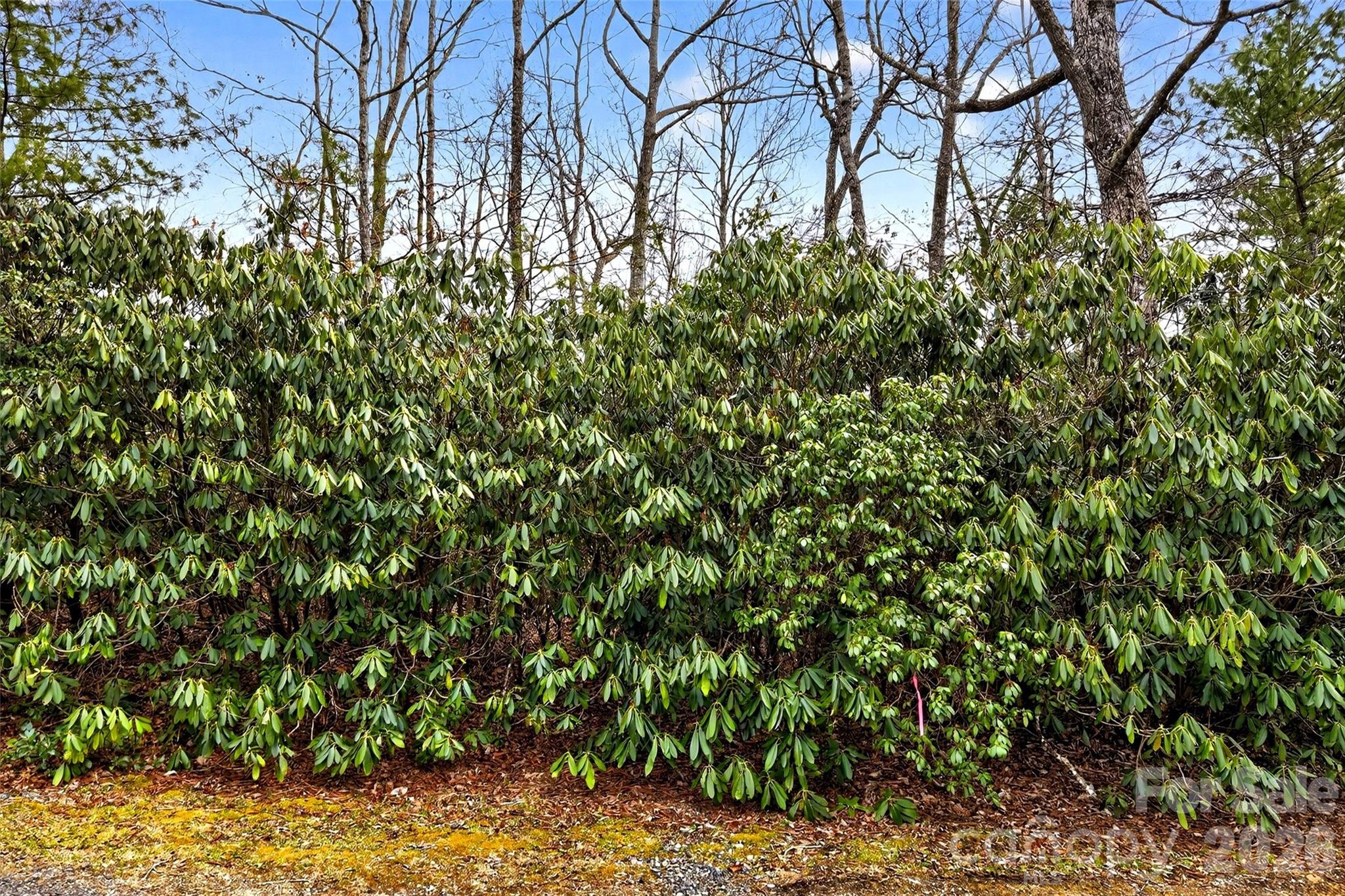 Tbd Red Bird Road Spruce Pine, NC 28777 - Photo 6 of 18 a view of a yard