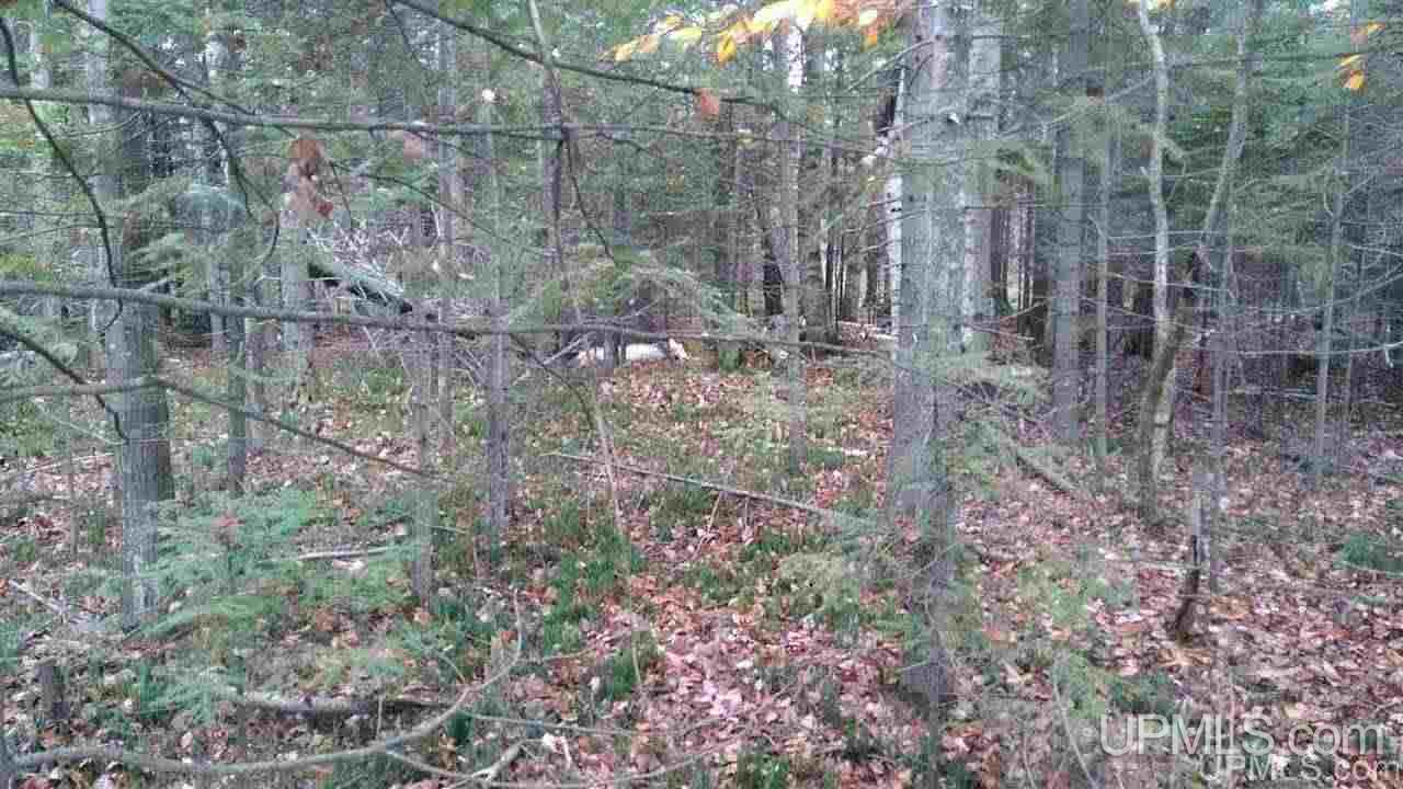 Tbd Schnurer Road, Unit 80 AC Manistique, MI 49854 - Photo 4 of 24 Gallery Image 4