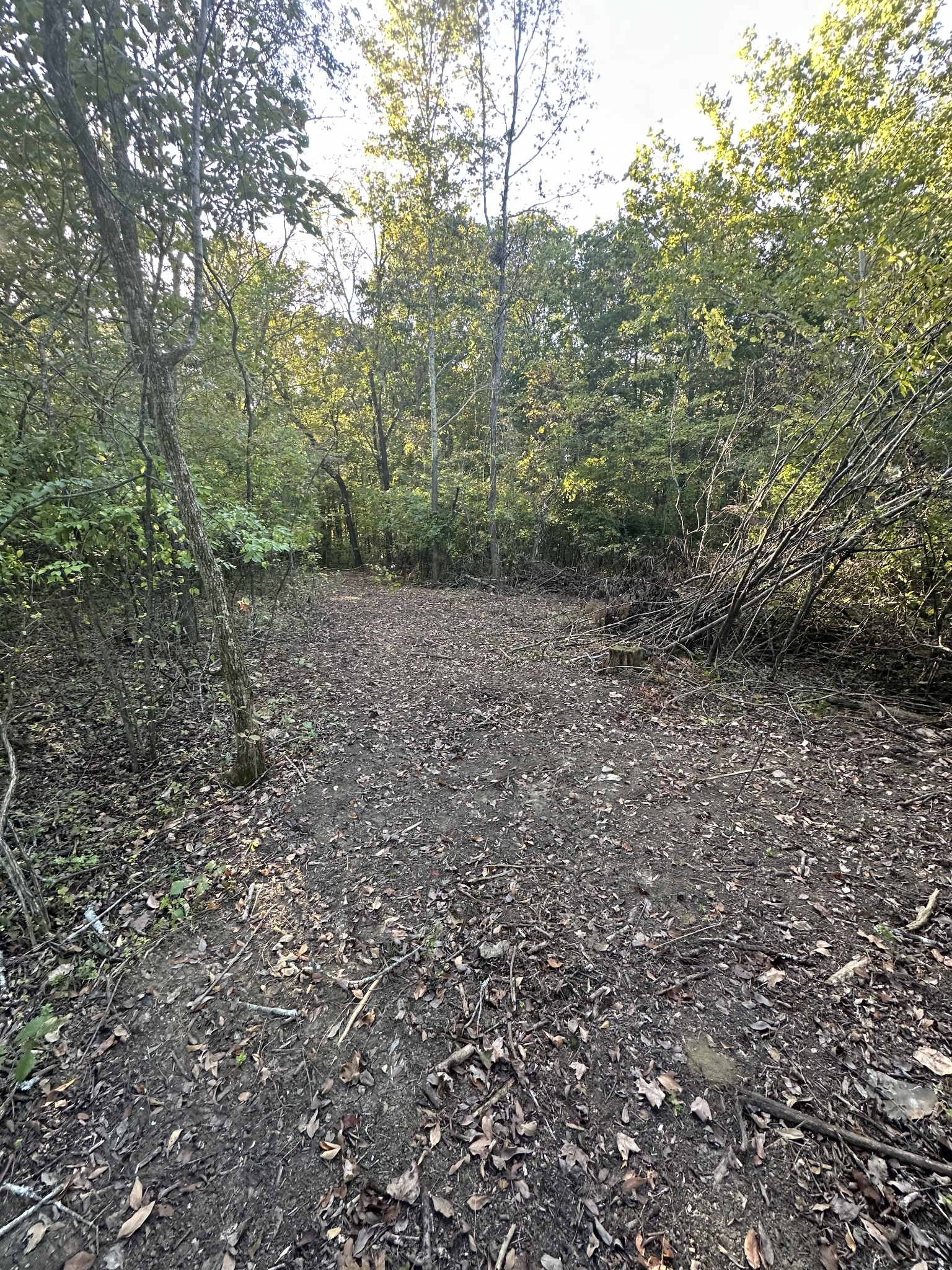 1775 Cooks Road Mount Juliet, TN 37122 - Photo 21 of 21 a view of a forest with trees in the background