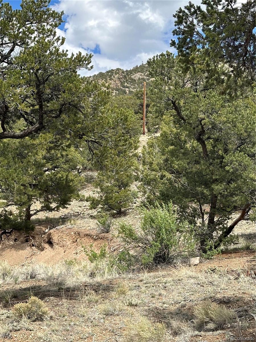 158 Cedar Ridge Road Mosca, CO 81146 - Photo 4 of 5 a view of a yard with trees