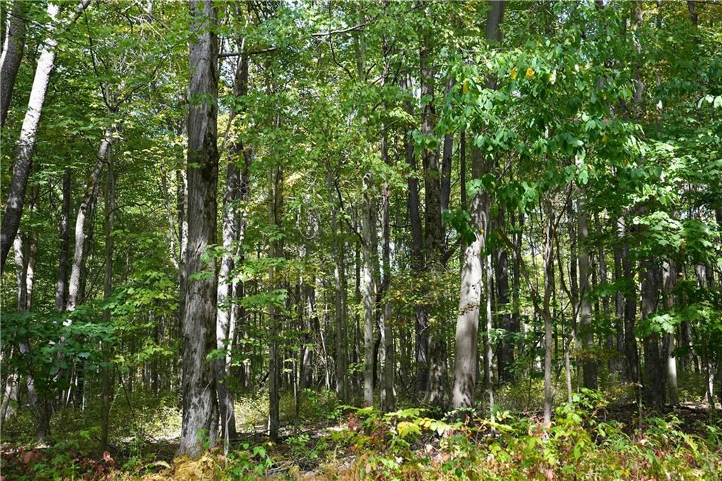 - Maple Lane Jamestown, PA 16134 - Photo 3 of 6 a view of forest