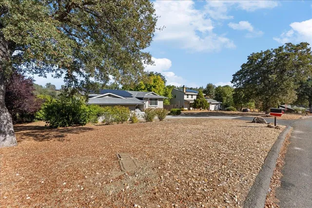 a street view with large trees