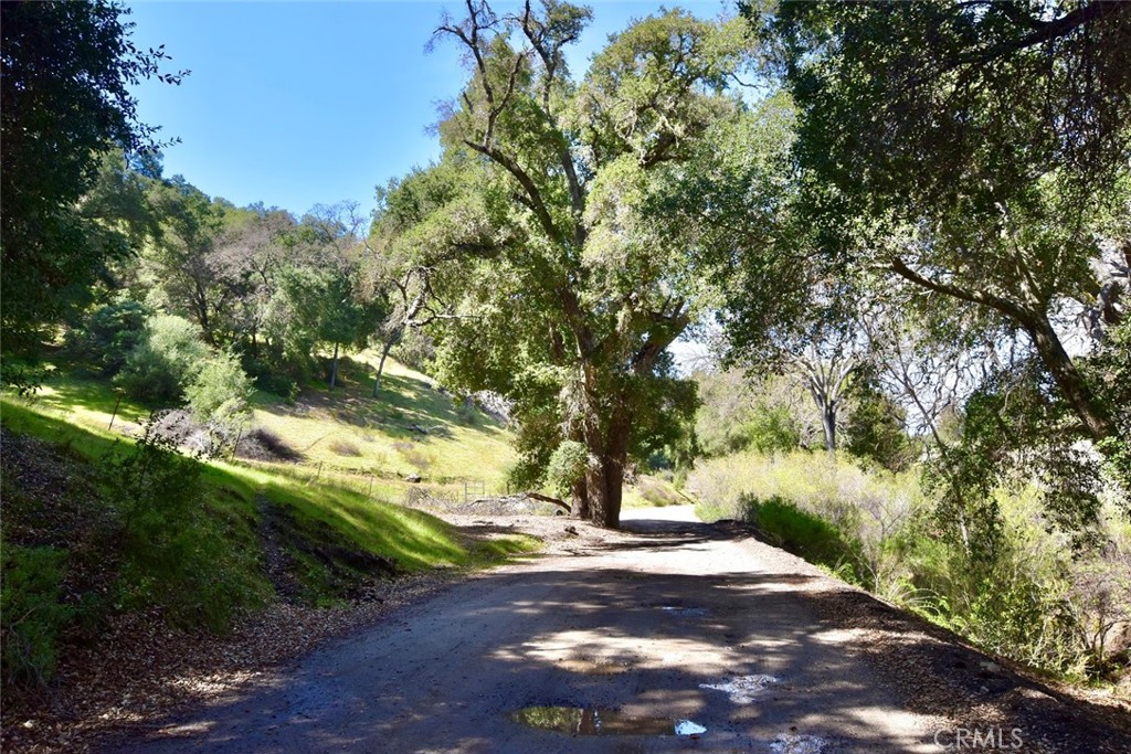 74921 Copperhead Road Bradley, CA 93426 - Photo 9 of 20 a view of a yard with plants and trees